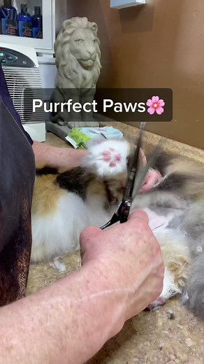 Cat Paw Grooming: Trimming and Care Tips