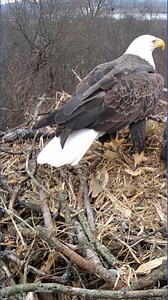 Hanover Eagle Cam is back, just in time for 2026 nesting season