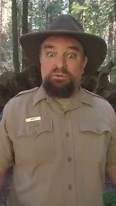 Sometimes the best view of the world’s tallest tree is from underneath them. But you should wait till they fall before you try to get this perspective. And what you may discover living there may blow your mind. | Redwoods Rising