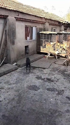 It's not just a jump, it's kinesthetic engineering. 🚀 Watch this dog defy gravity with incredible skill. An exceptional performance. 🏆✨ #KinestheticEngineering #ViralReel #DefyingGravity #MustWatch #ExceptionalPerformance #DogSkills #Unbelievable #TrendingNow | Pro Hounds World