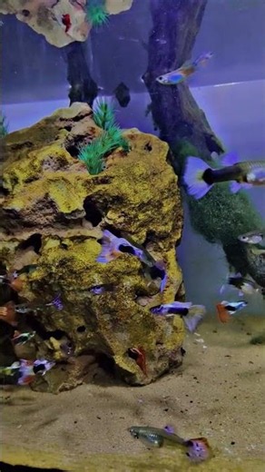Beautiful Exotic Guppies in a Crystal Clear Aquarium 🐠🔥 #aquarium