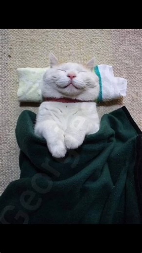 How to do a backflip #funny #memes #fyp #cat #georgieebom | Divine George