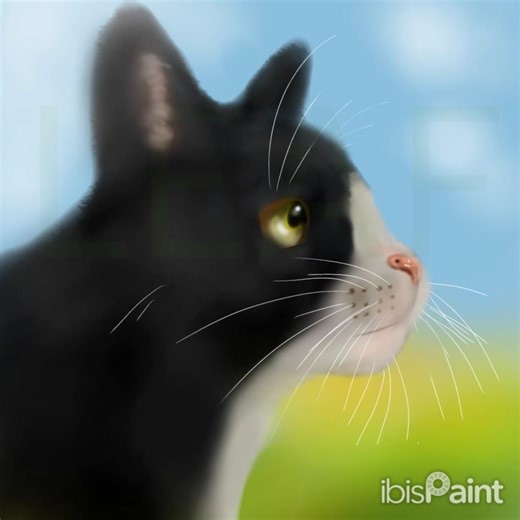 Practicing drawing cat side profiles 2 (with reference)