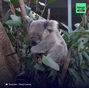 30K views · 988 reactions | En 40 ans, la population de koalas en Australie est passée de 10 millions... à 80 000. | Loopsider | Facebook