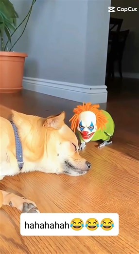 #funnylaugh Pennywise bird