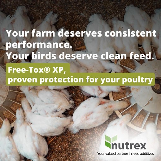 💡𝐇𝐨𝐰 𝐝𝐨 𝐦𝐲𝐜𝐨𝐭𝐨𝐱𝐢𝐧𝐬 𝐢𝐦𝐩𝐚𝐜𝐭 𝐩𝐨𝐮𝐥𝐭𝐫𝐲 𝐡𝐞𝐚𝐥𝐭𝐡 & 𝐩𝐞𝐫𝐟𝐨𝐫𝐦𝐚𝐧𝐜𝐞? From broilers to layers, all poultry species are at risk of mycotoxin contamination. While these toxic compounds silently impact your flock's health, their effects are also devastating to your operation's success. ⚠️⚠️𝐖𝐡𝐚𝐭 𝐚𝐫𝐞 𝐭𝐡𝐞 𝐤𝐞𝐲 𝐞𝐟𝐟𝐞𝐜𝐭𝐬 𝐨𝐟 𝐦𝐲𝐜𝐨𝐭𝐨𝐱𝐢𝐧 𝐞𝐱𝐩𝐨𝐬𝐮𝐫𝐞 ? 1️⃣ Critical appetite loss and weight reduction 2️⃣ Substantial drop in daily weight gain 3️