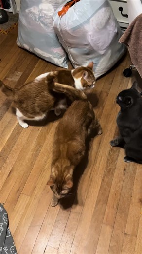 Cat Fight Highlights: Fierce Felines in Action