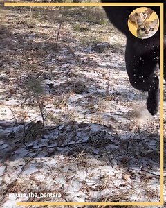 213K views · 8.8K reactions | Two Best Friends Playing | Animals Lovers | Facebook