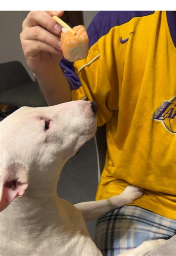 Vidéos de MiniSherlock (@sherlock_bull) avec Come and Get Your Love - Redbone