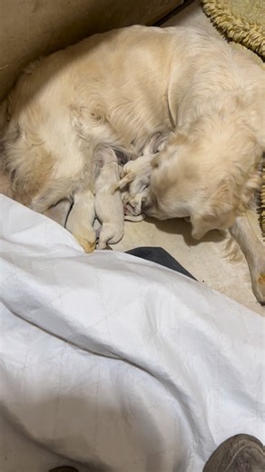 16K views · 375 reactions | Charlie with her newborn AKC Golden...