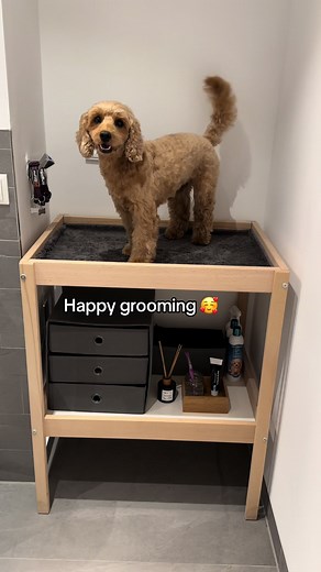 Cockapoo Grooming Tips: DIY Spa Day at Home