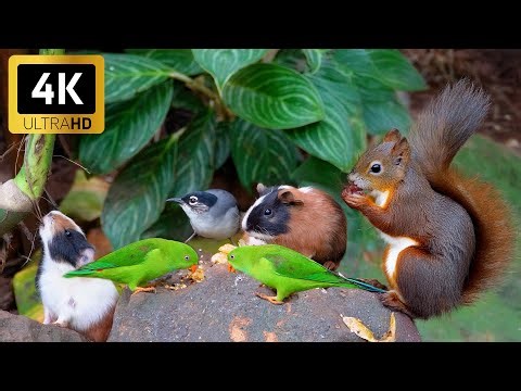 [NO ADS] Cat TV for Cats to Watch 😺 Birds and Squirrels Throwing a Wild Forest Party | Live 12 Hours