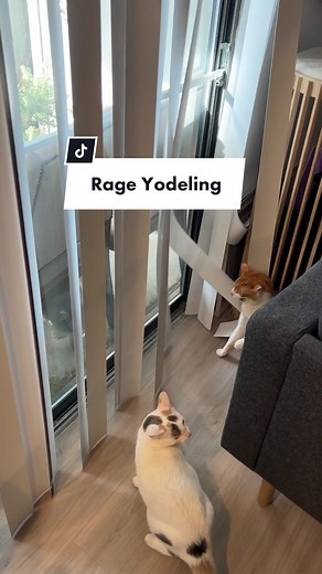 Rage Yodeling Returns: Dave the Cat's Hilarious Antics