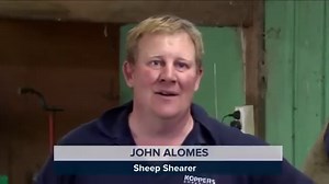 Sheila the Sheep, which had gone missing in Australia's dense Tasmanian forest and was found on the side of the road unable to move, is shorn for the first time in about six years. | NBC News