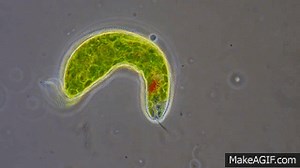 Euglena - Flagellum movement in phase contrast on Make a GIF
