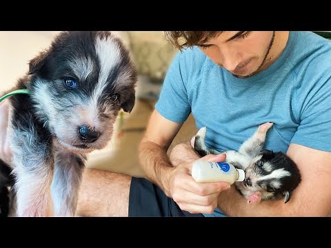 One of My Husky Puppies Isn't Doing Well...