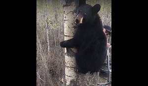 Video: 14-Year-Old Keeps His Cool After Black Bear Joins Him in The Treestand | OutdoorHub