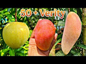 Different Types of Mangoes Explained – Taste, Size & Season | Plant Available