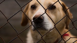 How to spot and report animal cruelty and abuse