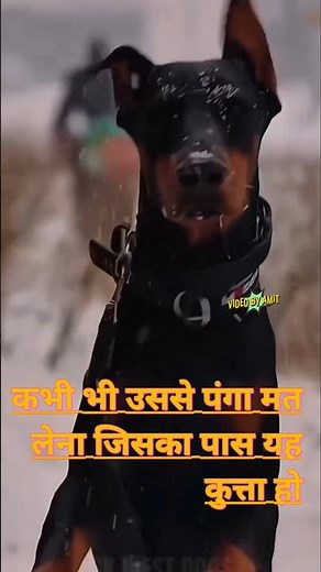 KABHI BHI PANGA PITTBUL | #dog #shorts #pitbullfacts #pitbull #amazingfacts #facts #fact #knowledge