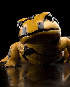 4.3K views · 199 reactions | Salamander in the Mud - this piece...