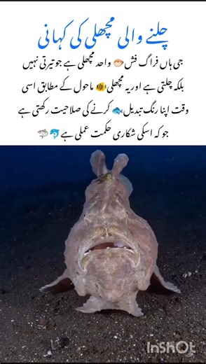 Meet the Frogfish 🐸🐟 wildlife nature facts #frogfish #naturefacts #wildlife #nature #shorts