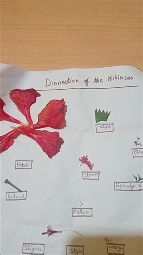 Dissection of the hibiscus 🌺|SciencewithIshita | science notes