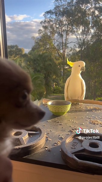 Dog Meets Cockatoo: Day 18 of Our Pet Project