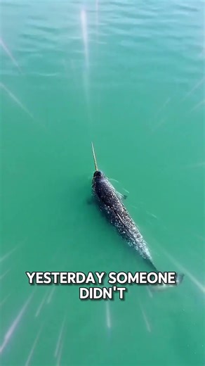 The Real Sea Unicorn Exists! 🐬🦄 #Shorts #usa #usashorts #shortsusa