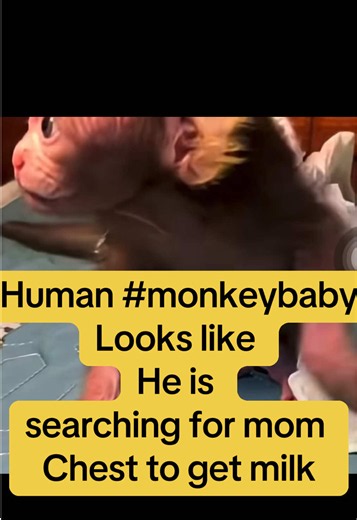 #babymonkey raised by humans &might met mom do you believe so #commentbellow #monkeylovers #hungurymonkey #fyp