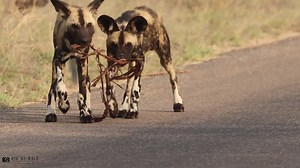 5.8K views · 234 reactions | Young wild dogs playing with a piece of bark in the Kruger National Park South Africa | Big On Wild - Wildlife Blog & Photography | Facebook