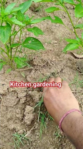 best practices for kitchen gardening #gardening #kitchengardening #vegetables