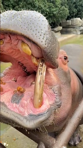 Hippo ka Reaction 😍