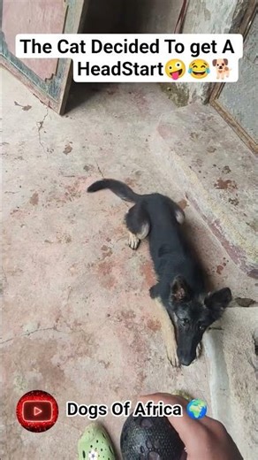 Cat Vs Dog Fetch Game 🤣🏀 #viral #shorts #catsanddogs