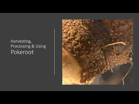 Pokeweed - Identifying, Processing, & Using as Herbal Medicine