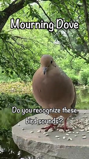 Recognize Bird Sounds: Identify Free Night Bird Calls