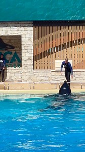 Orca Show❤️🥰 #reels #Amazing #happy | Bright Kingdom