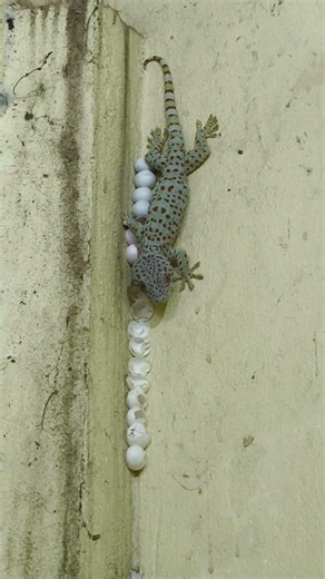 Sound of Gecko #animals