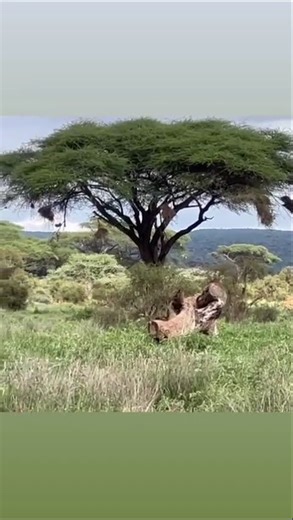 Zebra beauty in the green-land bushes #wildlife