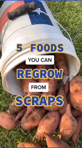 Foods you can regrow from scraps | Farming Times