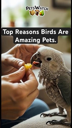Why Birds Make Amazing Pets.
