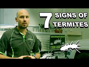7 Signs You Have TERMITES | Termite Inspection | SPM