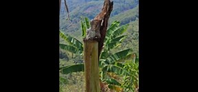 Ghost Bird And Chick Hide In Plain Sight