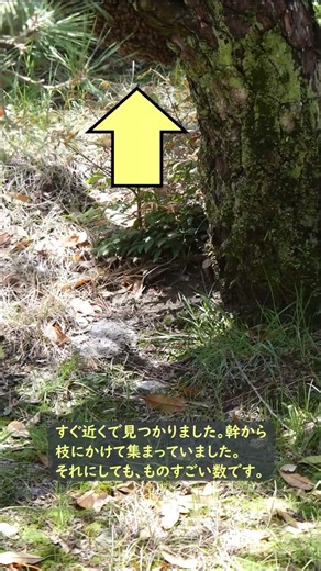ニホンミツバチの分蜂群 #東京環境工科専門学校
