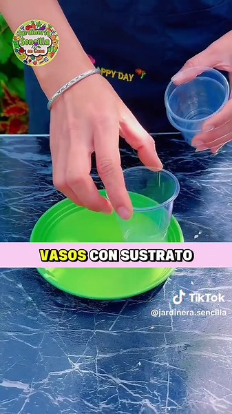 todo sobre hortensias, cuidados, fertilizantes y reproducción #videoviral #fyp