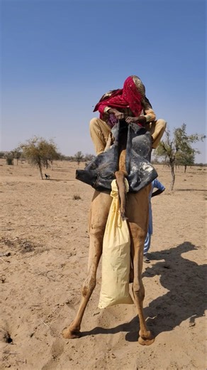 فتاة في الصحراء تستخدم أساليب فريدة لتهدئة حكة جلد جملها