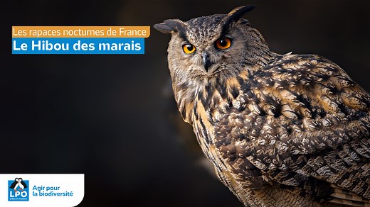 🦉 C'est le plus grand rapace nocturne d'Europe et un super-prédateur. Partez à la rencontre du Grand-duc d'Europe et de ses exploits ! 👉 Tout au long du mois de mars, découvrez les portraits des neuf rapaces nocturnes de nos contrées, à l'occasion des 30 ans des #nuitsdelachouette. Retrouvez le programme : https://you.lpo.fr/8gnh0 | LPO France