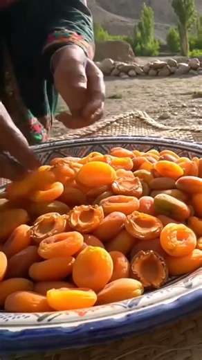 Rural Apricot Drying Process #garden #gardening #plants #fruit