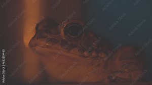 toad by a swimming pool