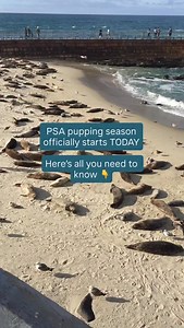 🦭 Pupping season is HERE, which means the sand at Children’s Pool is for moms pups only. You’ll still get great views from the seawall and the Coast Blvd walkway—bring binoculars and a cozy layer (the breeze is real on the seawall). Here’s how to view the seals respectfully: • Give them space (50–100 ft). • Stay behind ropes/off the beach during closures. • The seawall, if open, is slippery and I don’t recommend it for unsteady walkers. • Follow lifeguard instructions . They’re there to help. W